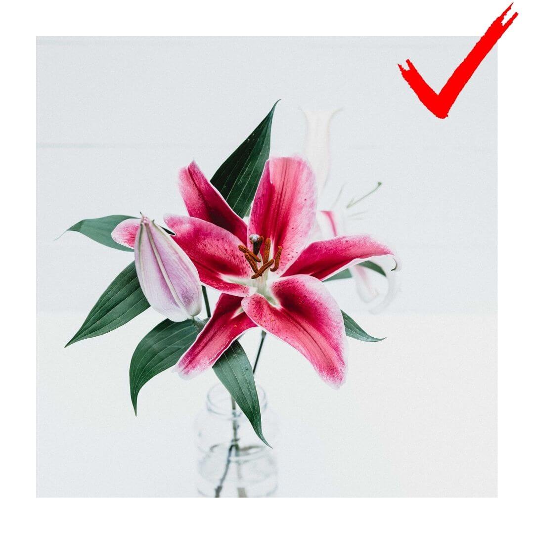 高解析度圖片示意圖